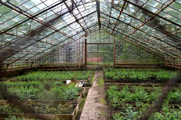 Panduan Lengkap Pertumbuhan Tanaman dengan LED